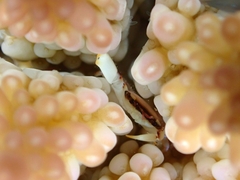 Tetralia nigrolineata