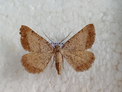 Selidosema brunnearia