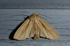 Ichneutica semivittata