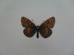 Melitaea britomartis