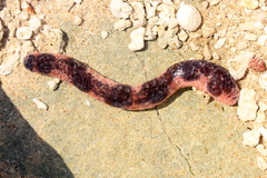 Holothuria edulis