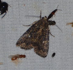 Condica albigera