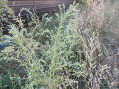 Axyris amaranthoides