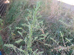 Axyris amaranthoides