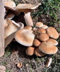 Cyclocybe aegerita