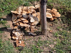 Cyclocybe aegerita
