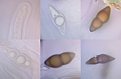Dothideomycetes