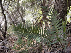Polypodium pellucidum