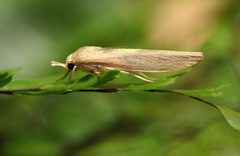 Calamidia hirta