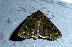 Ichneutica plena
