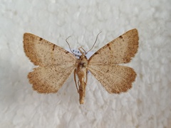 Selidosema brunnearia