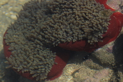 Heteractis magnifica