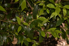 Cryptocarya meisneriana