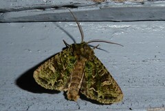 Ichneutica plena