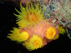 Tubastraea coccinea