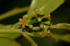 Cryptocarya meisneriana