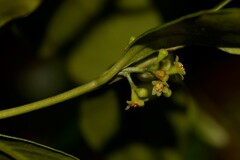 Cryptocarya meisneriana