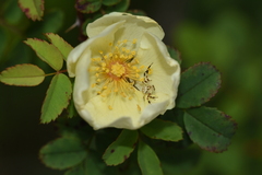 Zygometis xanthogaster