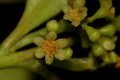Cryptocarya meisneriana