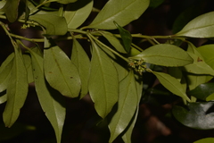 Cryptocarya meisneriana