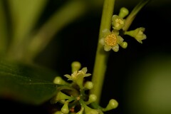 Cryptocarya meisneriana