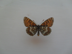 Melitaea britomartis