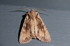 Ichneutica averilla
