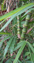 Bambusa tuldoides