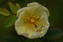 Zygometis xanthogaster