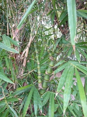 Bambusa tuldoides