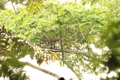 Cercopithecus cephus