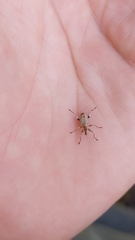 Stephanorhynchus curvipes