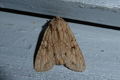 Ichneutica averilla