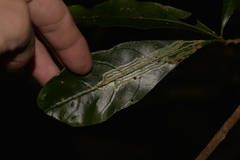 Atractocarpus benthamianus
