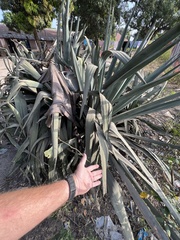 Agave sisalana