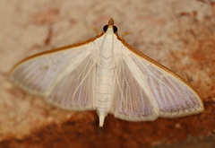Palpita