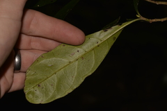 Atractocarpus benthamianus