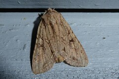 Ichneutica averilla