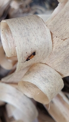 Priocnemis conformis