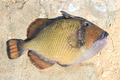 Balistoides viridescens