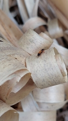 Priocnemis conformis