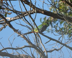 Purpureicephalus spurius