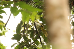 Nicator chloris