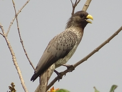 Crinifer piscator