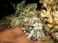 Scorpaenopsis