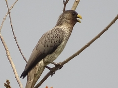 Crinifer piscator