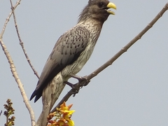 Crinifer piscator