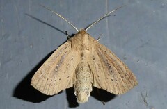 Ichneutica epiastra