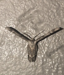Phazaca interrupta