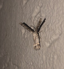 Phazaca interrupta